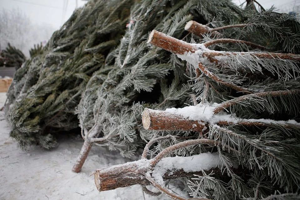 Петропавлда қолданылған Жаңа жылдық шыршалар жануарларға азық ретінде беріледі