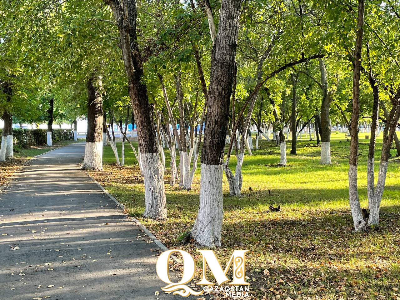 Штрафы за деревья пересчитали: правила защиты зеленых насаждений изменили в СКО