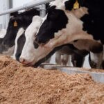 С немецким акцентом: элитных буренок голштинов завезли в СКО