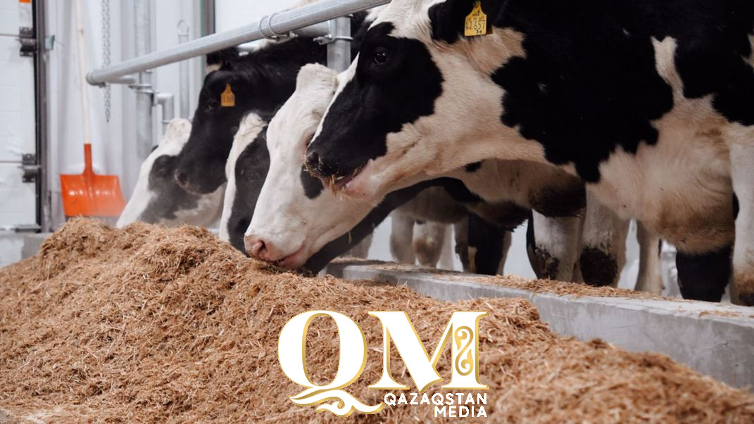 С немецким акцентом: элитных буренок голштинов завезли в СКО