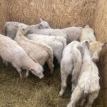 Биыл СҚО-да  малын қараусыз қалдырған 114 тұрғын жауапкершілікке тартылды