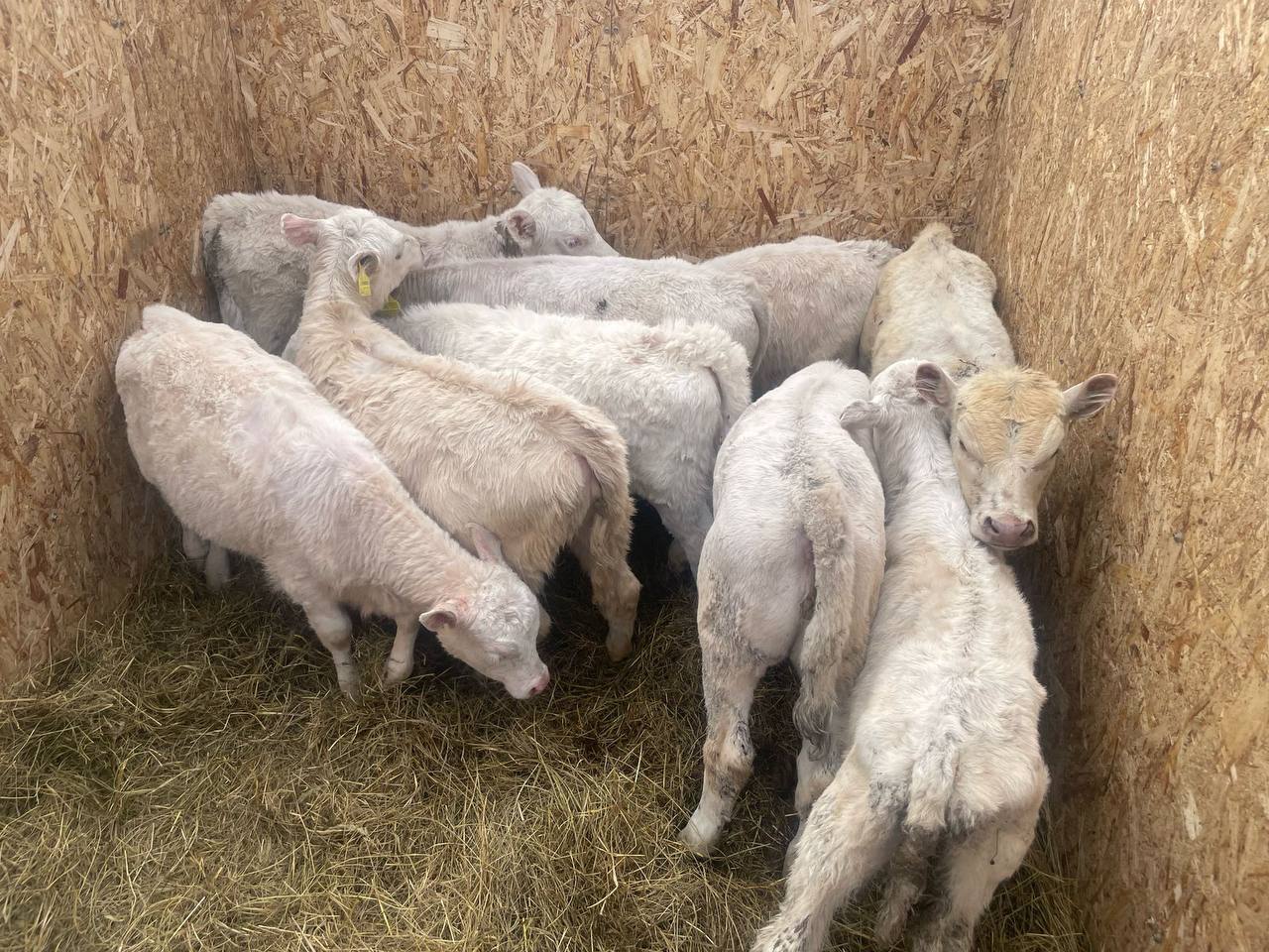 Биыл СҚО-да  малын қараусыз қалдырған 114 тұрғын жауапкершілікке тартылды