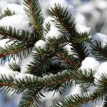 СҚО-да ағаштарды заңсыз кескен тұлғалар жауапкершілікке тартылды