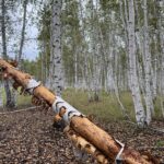 От заготовки леса до пасек и туризма: как в СКО зарабатывают на лесном фонде