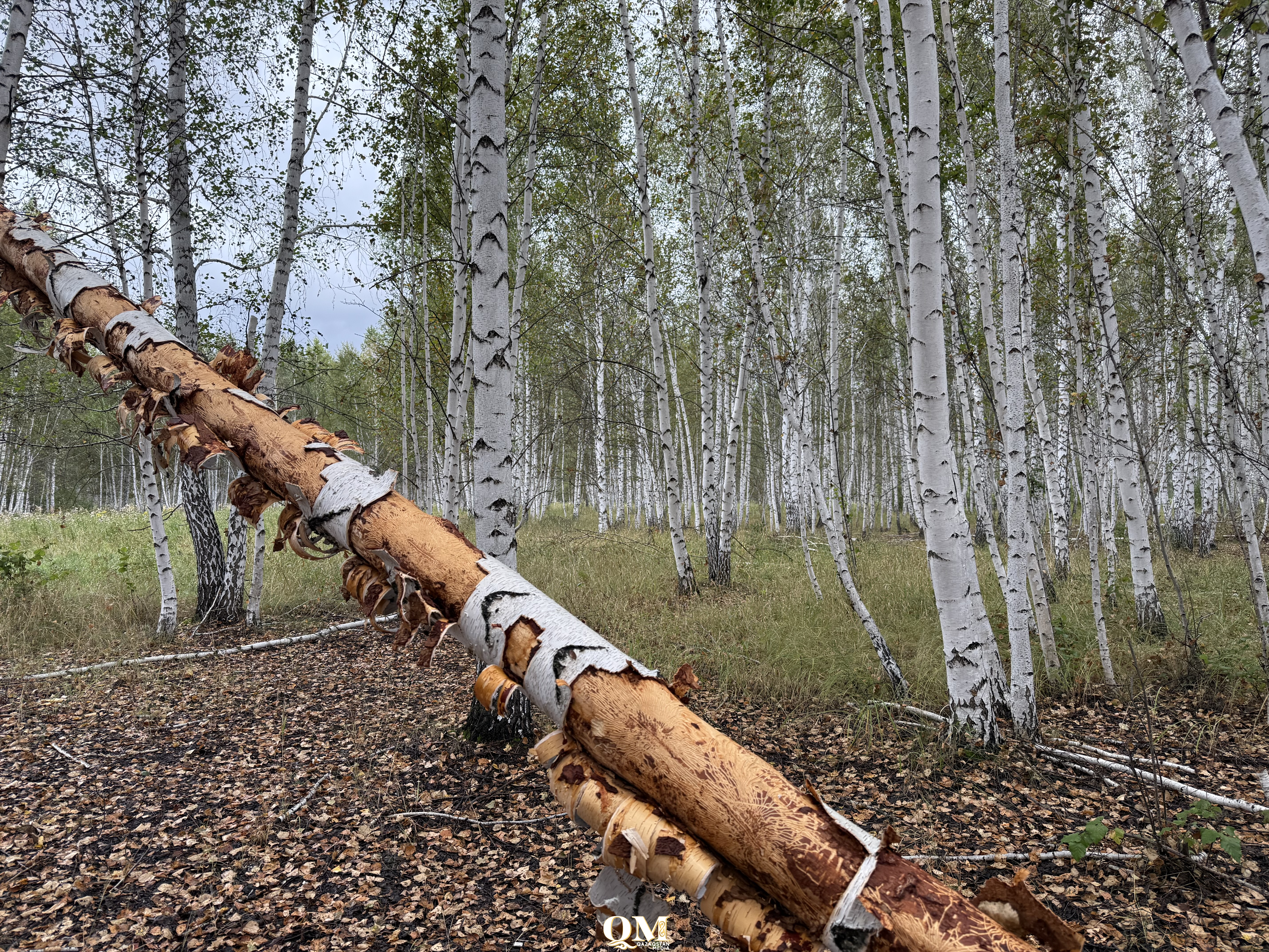 От заготовки леса до пасек и туризма: как в СКО зарабатывают на лесном фонде