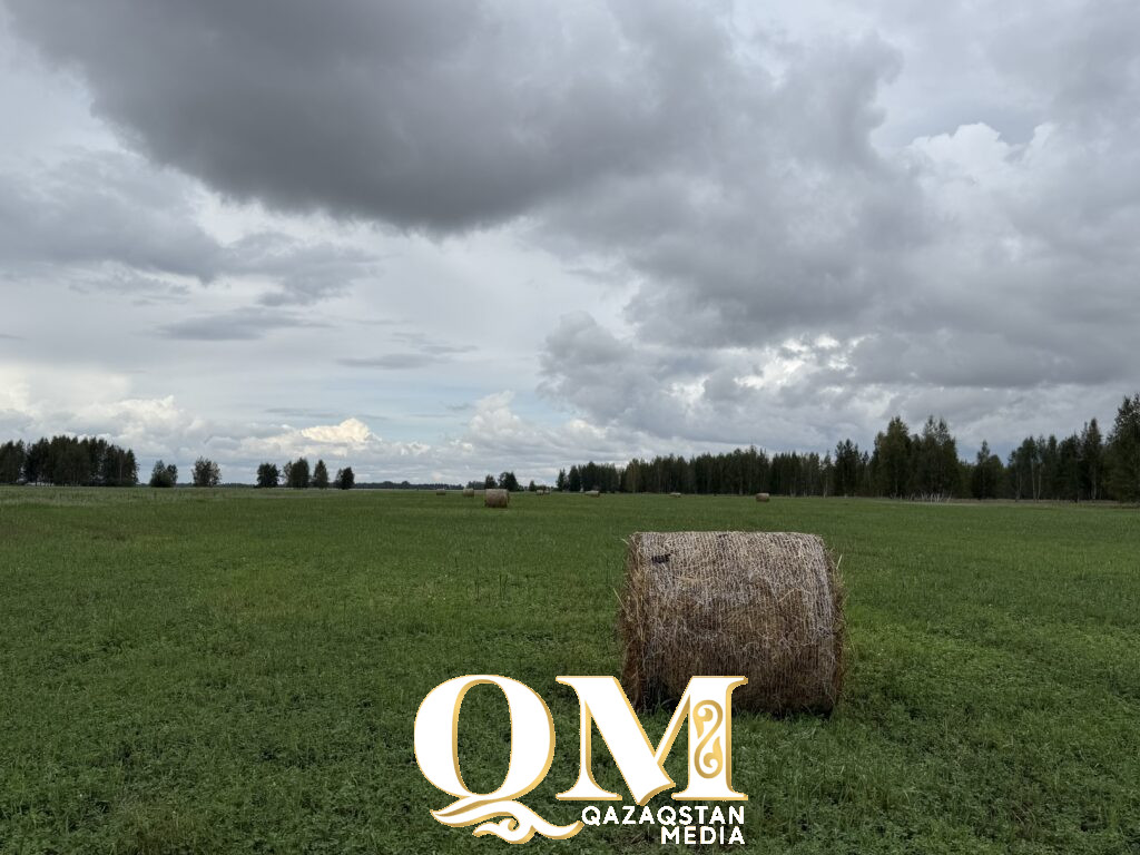 От заготовки леса до пасек и туризма: как в СКО зарабатывают на лесном фонде