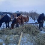 114 хозяев бродячего скота оштрафовали в СКО