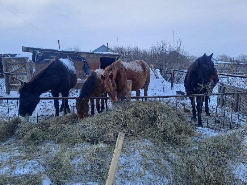 114 хозяев бродячего скота оштрафовали в СКО