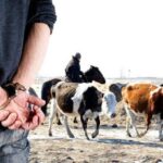 2025 жылы СҚО-да 10 мал ұрлығы тіркелді