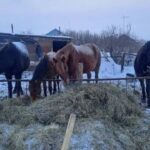 СҚО-да 26 адам малдарын қараусыз қалдырғаны үшін жауапкершілікке тартылды
