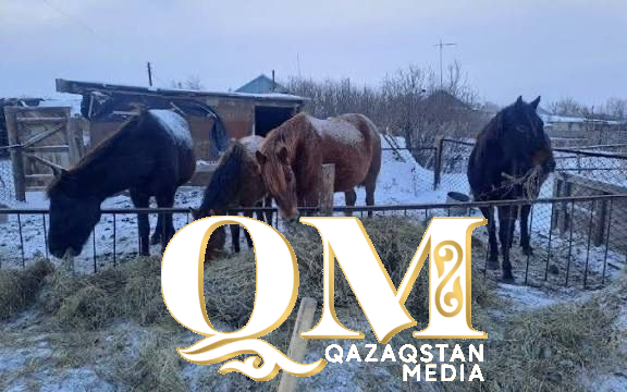 СҚО-да 26 адам малдарын қараусыз қалдырғаны үшін жауапкершілікке тартылды