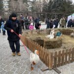 Петропавлда Auyl Fest  фестивалі аясында екінші рет қаз жарысы өтеді