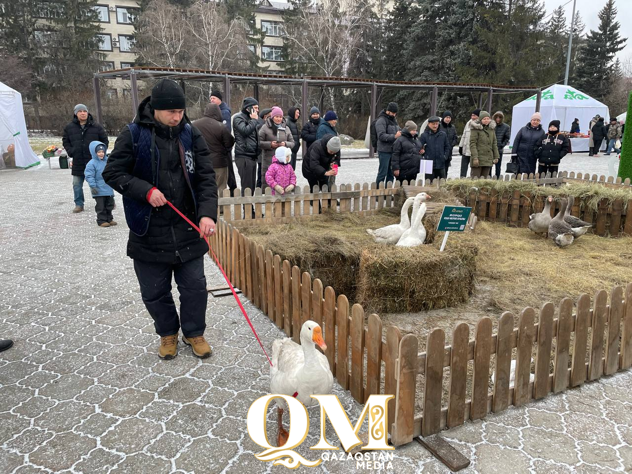 Петропавлда Auyl Fest фестивалі аясында екінші рет қаз жарысы өтеді