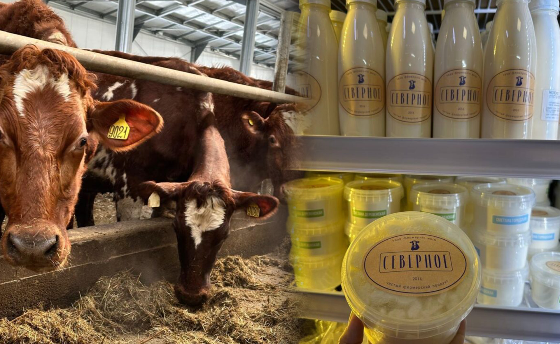 Одна корова - миллиардный проект: продукция семейной фермы из СКО покоряет мегаполисы Казахстана