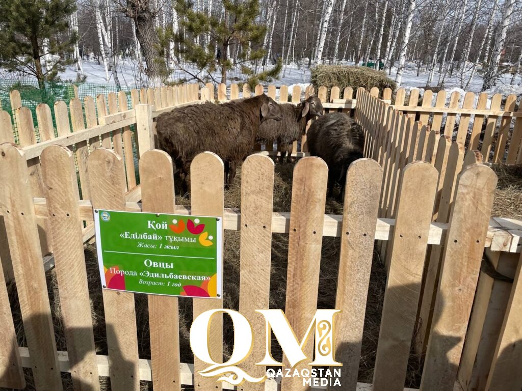 Силач Сергей Цырульников проверил на прочность батыров Есильского района СКО