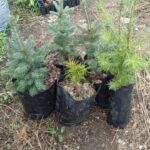 Современные лесные питомники появятся в двух районах СКО