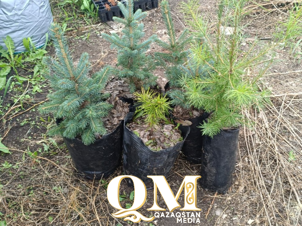 Современные лесные питомники появятся в двух районах СКО