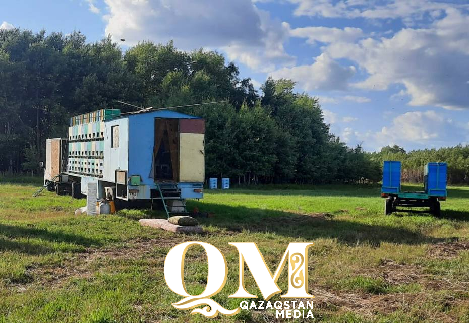 Североказахстанские пчеловоды восстанавливают пасеки после массовой гибели насекомых