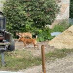 СҚО-да жануарлардан зардап шеккендер саны 67 пайызға өскен