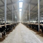 Елімізде мал басын көбейтемін дегендерге  «Игілік» және «Береке» бағдарламалары іске қосылады