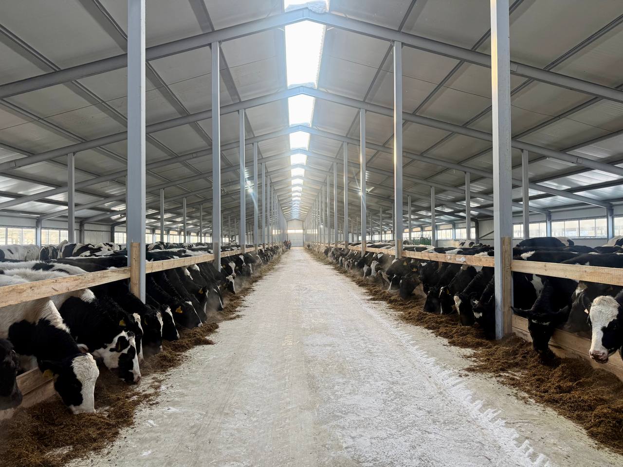 Елімізде мал басын көбейтемін дегендерге «Игілік» және «Береке» бағдарламалары іске қосылады