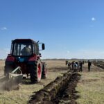 В районе Шал акына высадили 30 тысяч саженцев сосны