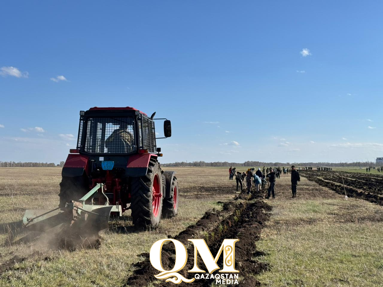 В районе Шал акына высадили 30 тысяч саженцев сосны