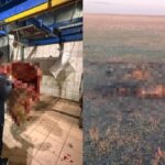 Облыс аумағында ұрланған малдың етін Ақмола облысында сатпақ болғандар ұсталды