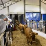 СҚО-ға соңғы үш жылда тоғыз мыңға жуық асылтұқымды ірі қара әкелінген