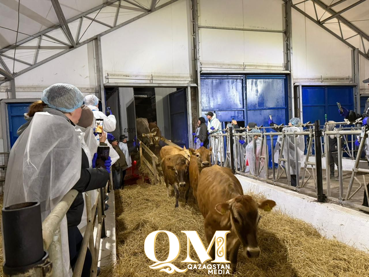 СҚО-ға соңғы үш жылда тоғыз мыңға жуық асылтұқымды ірі қара әкелінген