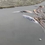 СҚО-да шортан балығы жаппай қырылуда