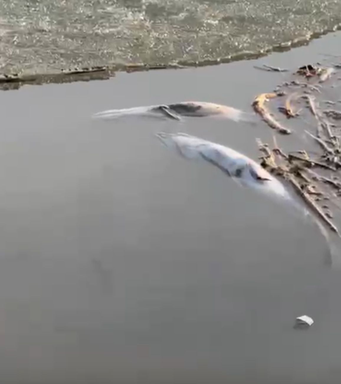 СҚО-да шортан балығы жаппай қырылуда