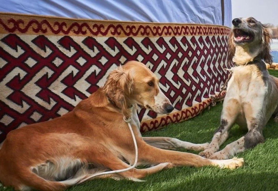 3 қыркүйек – тазы мен төбеттің күні