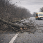 Дерево упало на мужчину в СКО
