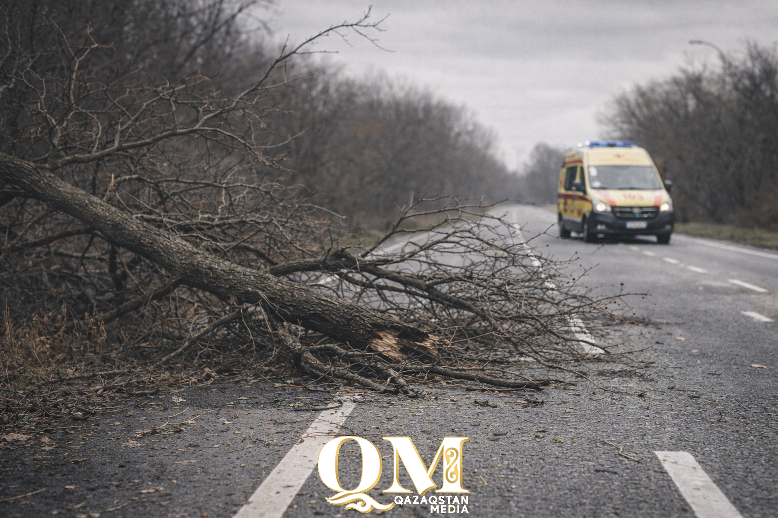 Из-за упавшего дерева на трассе в СКО пострадал человек