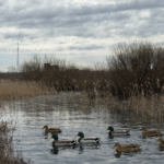 Доставайте ружья. В СКО открывается весенняя охота