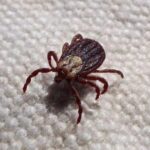 СҚО-да сәуір айының басынан 10 адамды кене шаққан