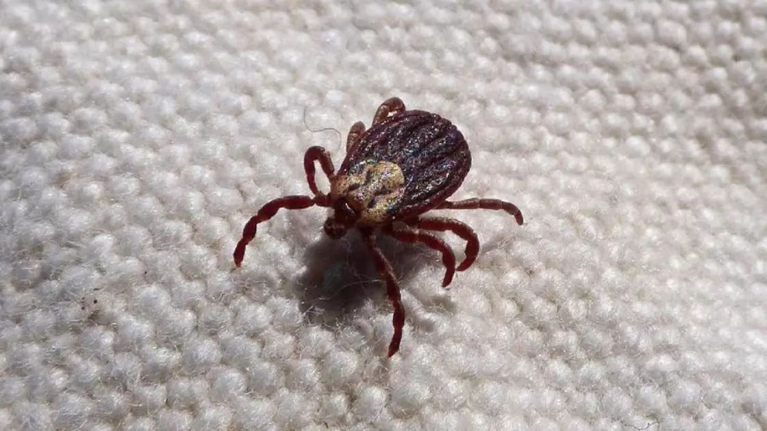 СҚО-да сәуір айының басынан 10 адамды кене шаққан