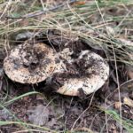 Погода обещает грибной год на Севере Казахстана