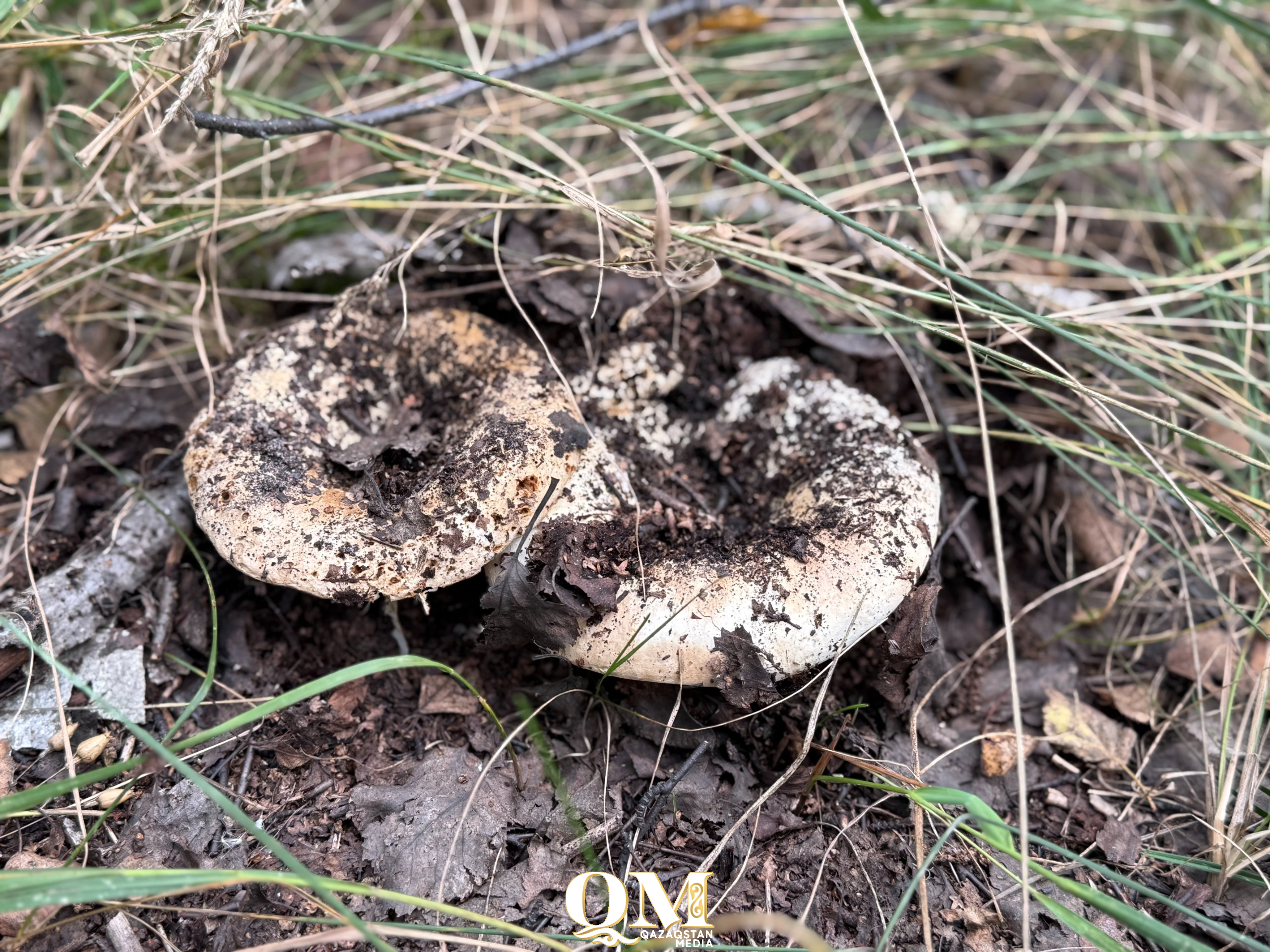 Погода обещает грибной год на севере Казахстана