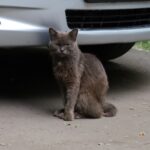 Сенат вернул скандальный закон о животных на доработку