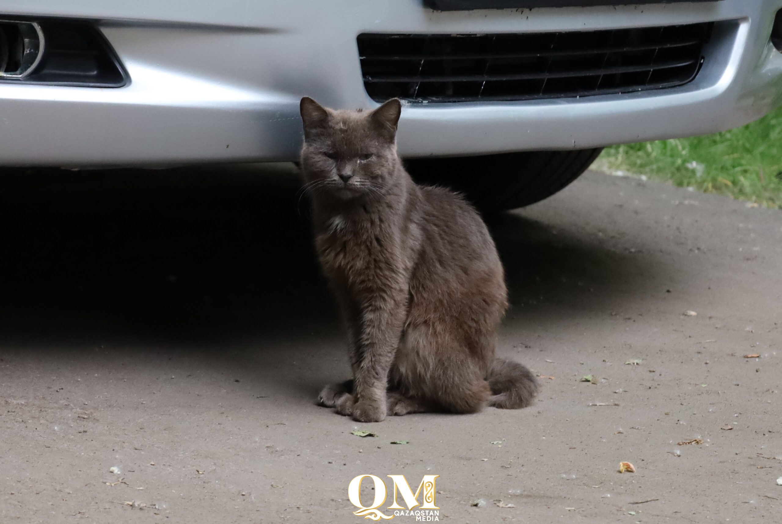 Сенат вернул скандальный закон о животных на доработку