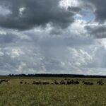 СҚО-да 73 мың гектар жер мемлекетке қайтарылды