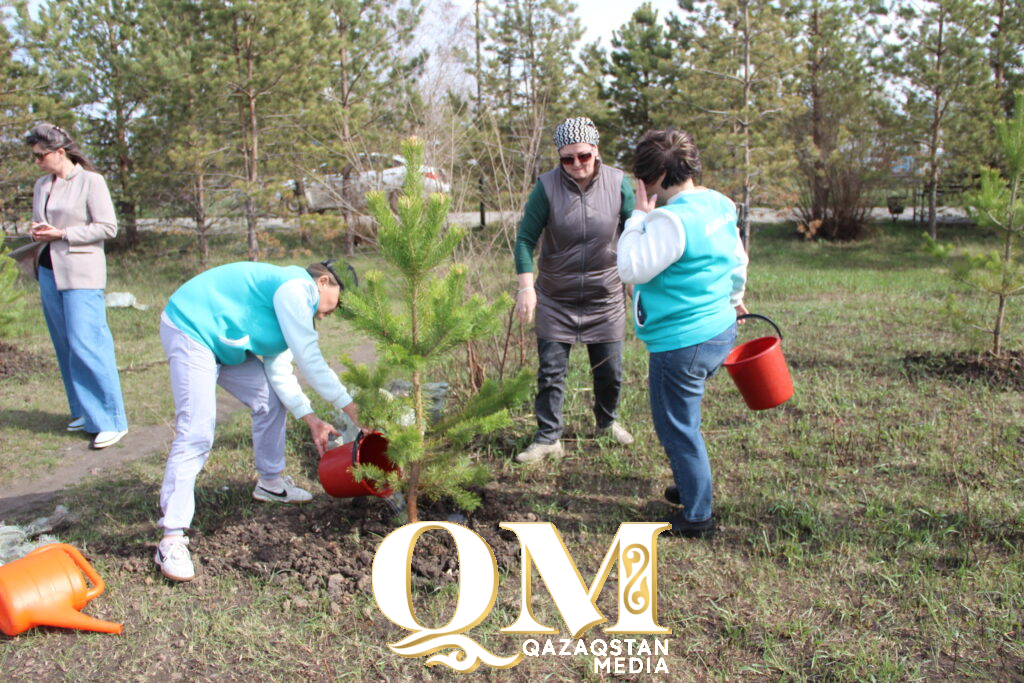 Тысячи деревьев за день: как в Тайыншинском районе улучшают экологию
