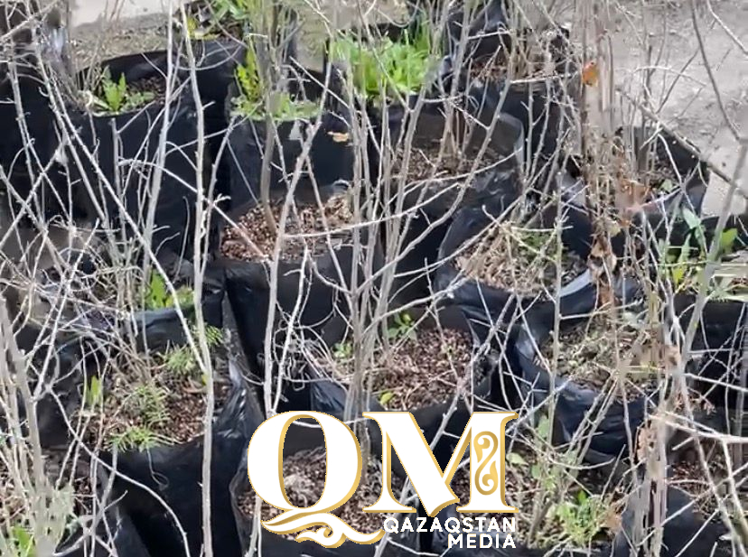 Не ради лайков: почему известный экоблогер помогает спасать берег Ишима в Петропавловске