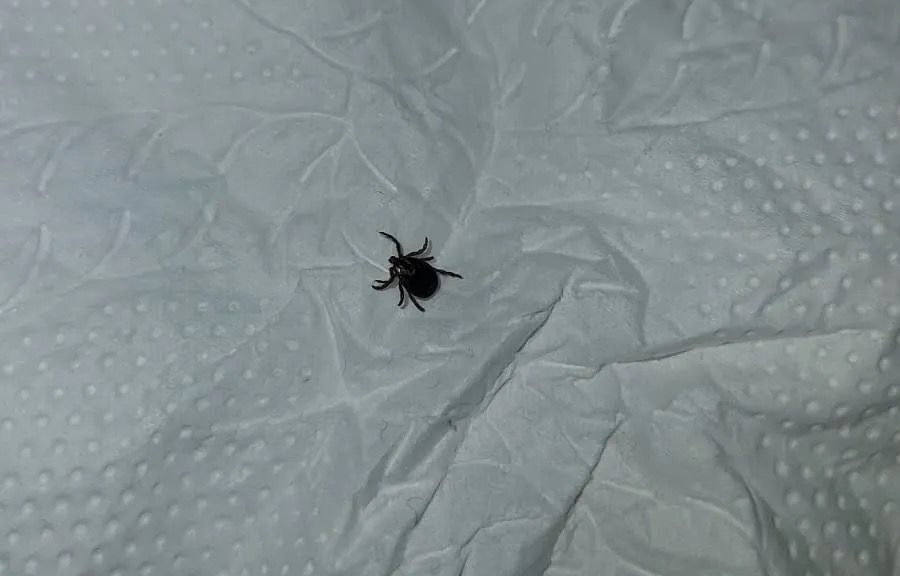 С клещами на одежде и укусами возвращаются с прогулок жители Северного Казахстана