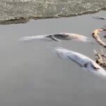 Щука массово гибнет на озере Пестром в Петропавловске