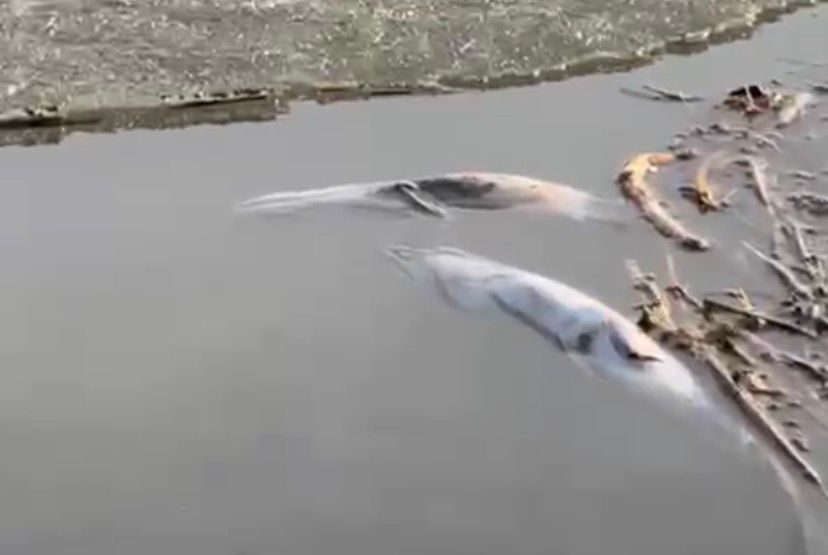 Щука массово гибнет на озере Пестром в Петропавловске