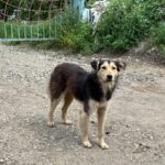 Мажилис одобрил эвтаназию бездомных собак в Казахстане