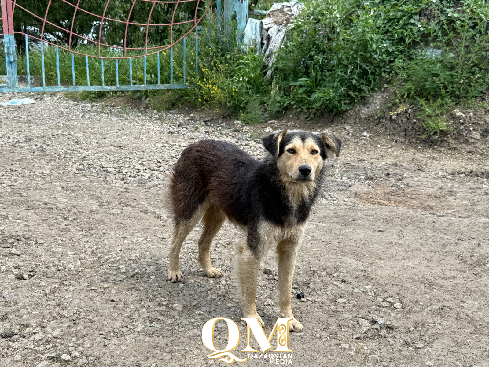 Мажилис одобрил эвтаназию бездомных собак в Казахстане